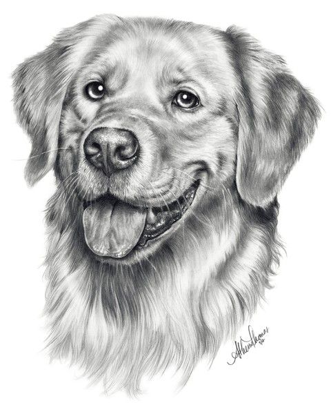 مدل نقاشی سگ