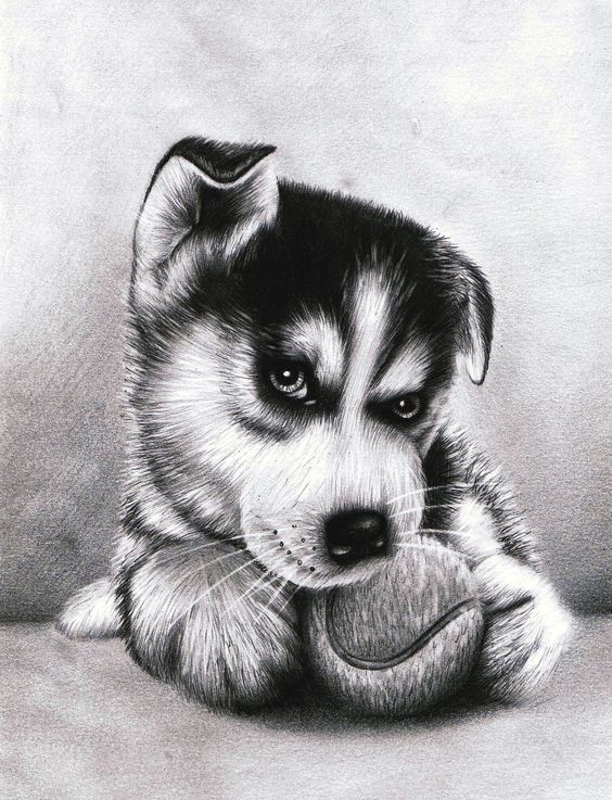 نقاشی سگ با سیاه قلم