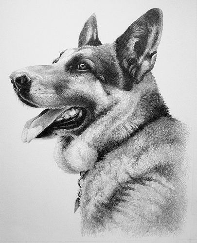 نقاشی سگ ژرمن