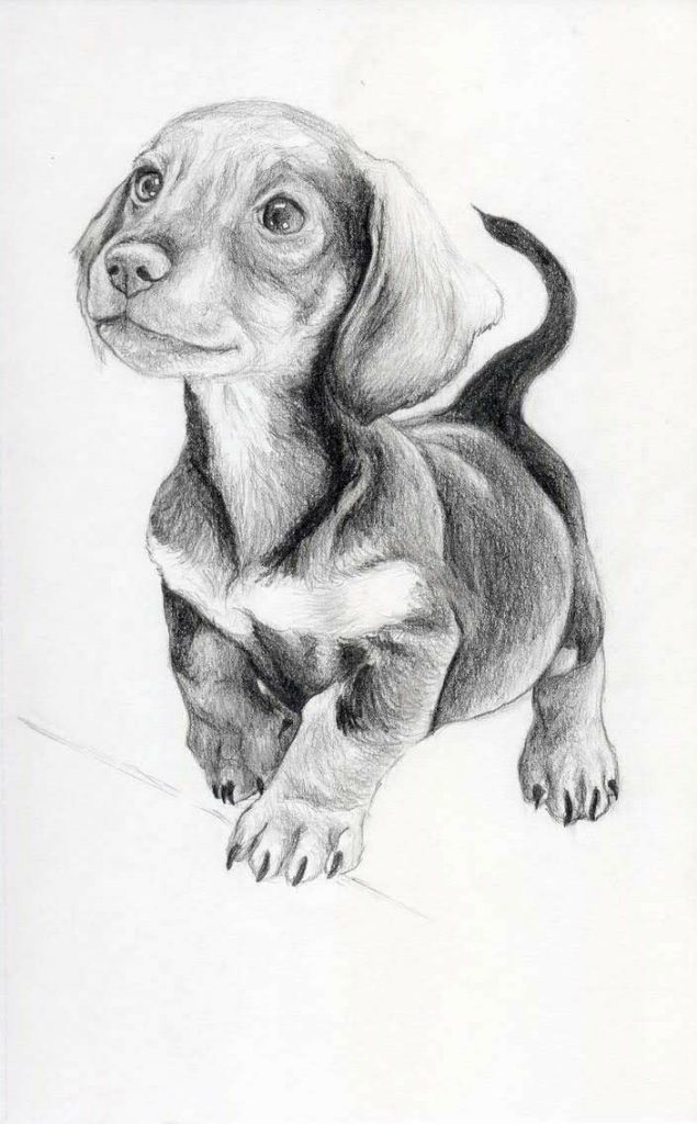 مدل نقاشی از سگ پاکوتاه